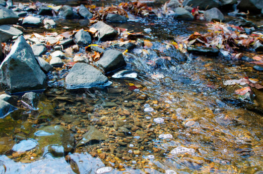 An image of a stream