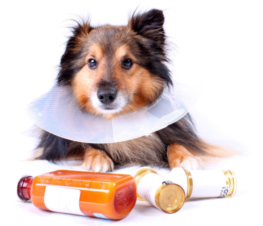 A posed photo of a dog wearing a cone collar next to medication bottles