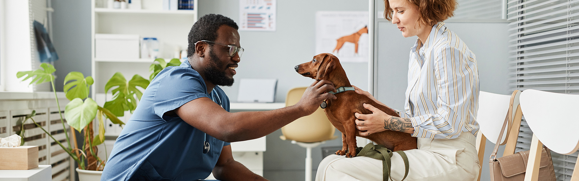 Happy veterinarian petting a dachshund patient who is sitting on knees of its owner